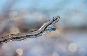 frosty-branches-3120646_1280